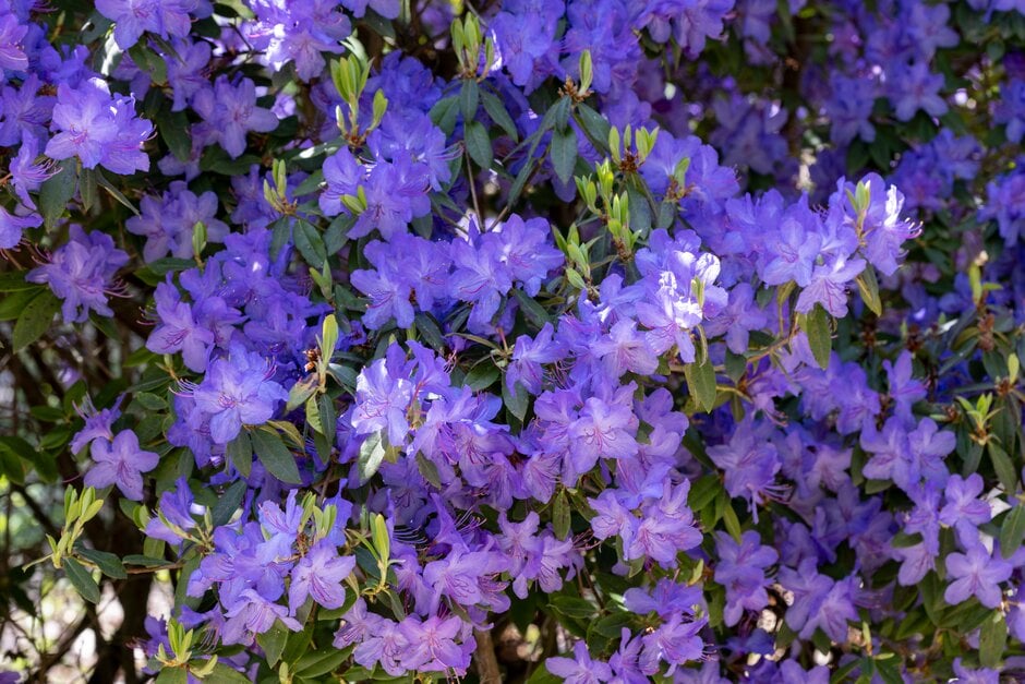 rhododendron 'Saint Tudy'