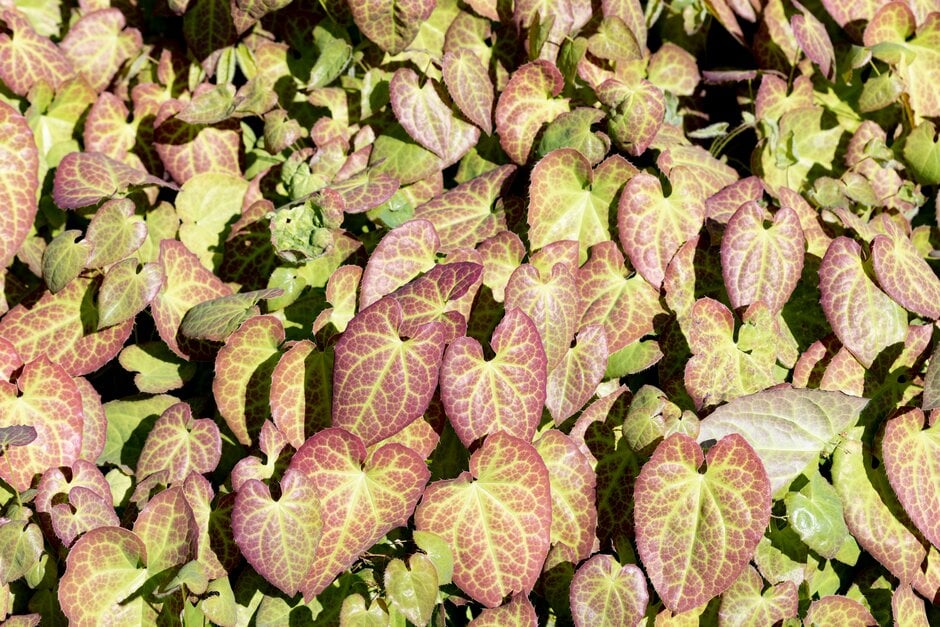 barrenwort