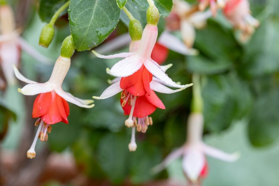 <i>Fuchsia</i> 'Anita'