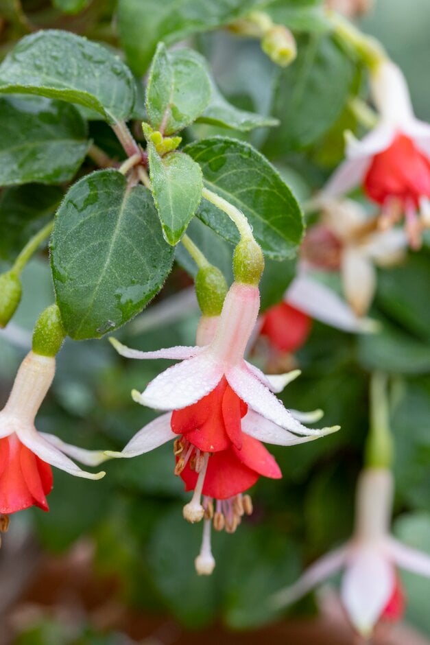 <i>Fuchsia</i> 'Anita'