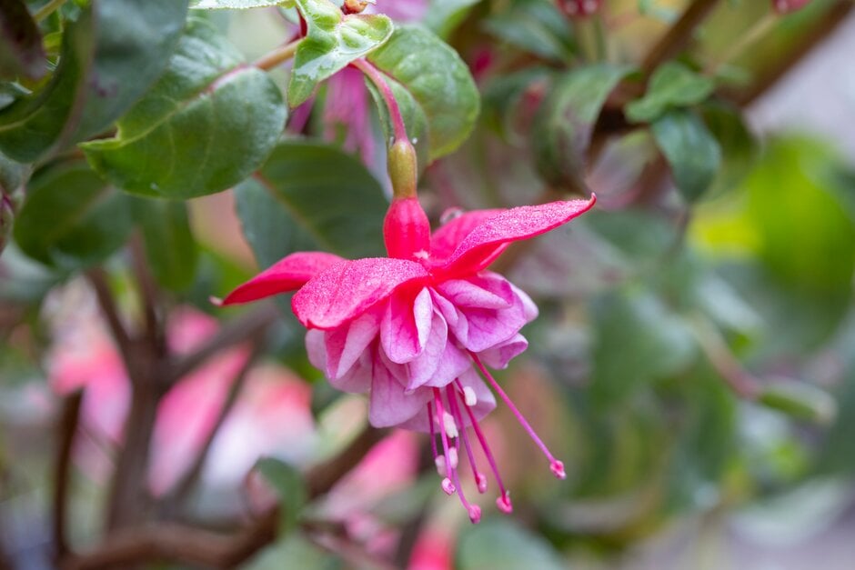 fuchsia 'Anthea Day'