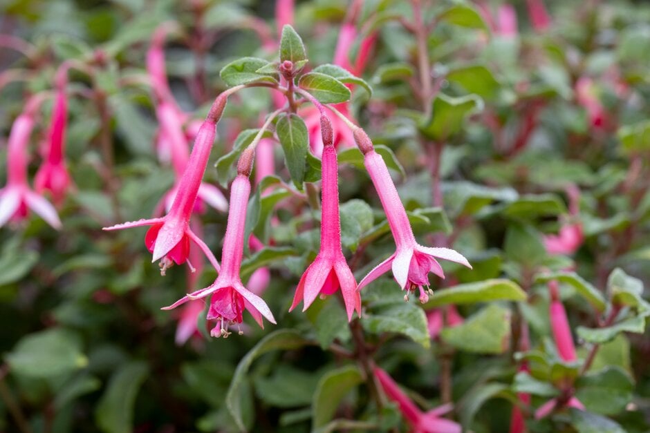 fuchsia 'Billy Green'
