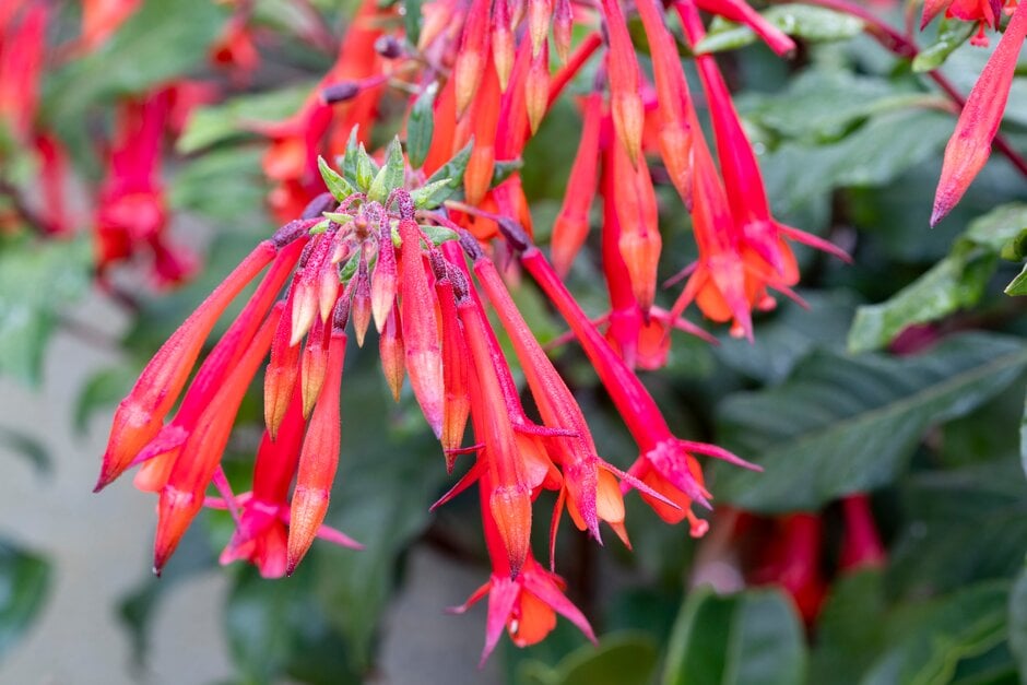 fuchsia 'Insulinde'