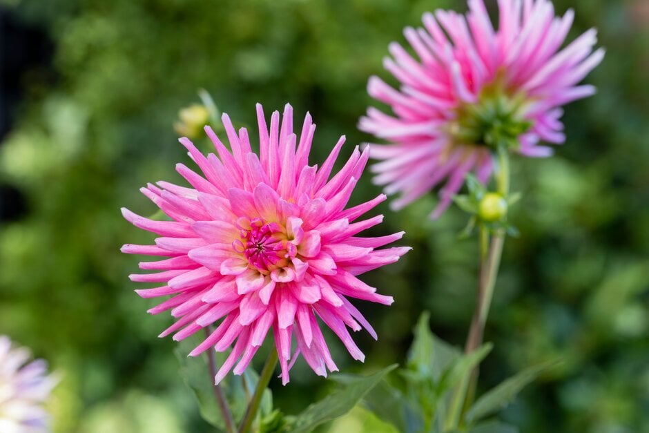 <i>Dahlia</i> 'Pink Princess' (C)