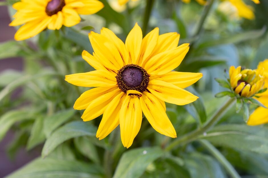 black-eyed Susan [Sunbeckia Alicia]