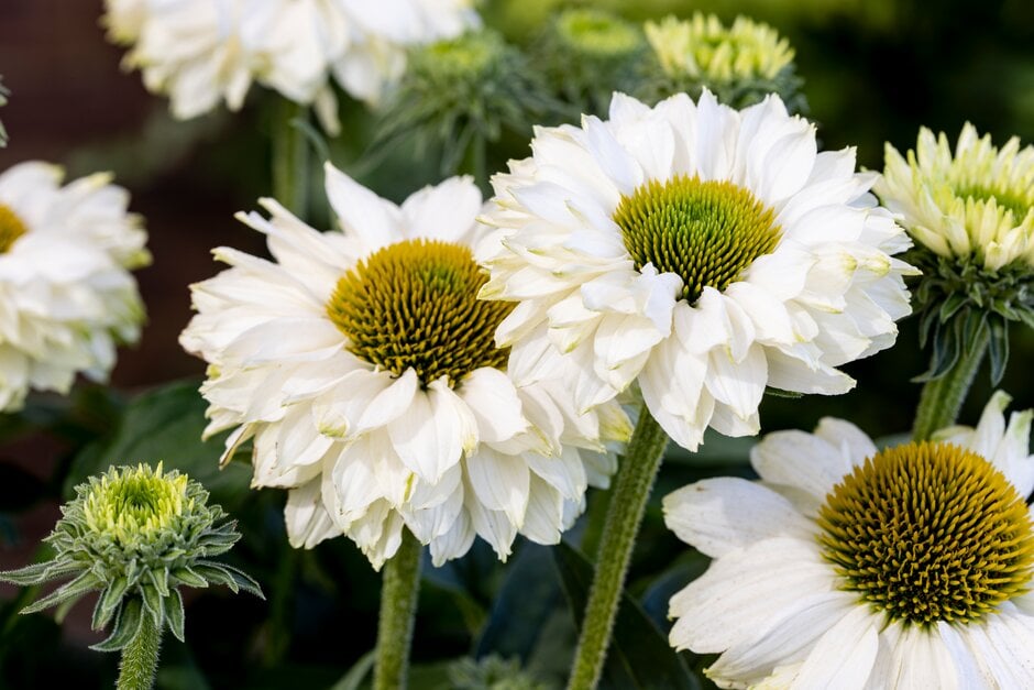 <i>Echinacea</i> [<span style="font-variant: small-caps;">SunSeekers White Perfection</span>] ('Ifecsswp') (SunSeekers Series) (d)