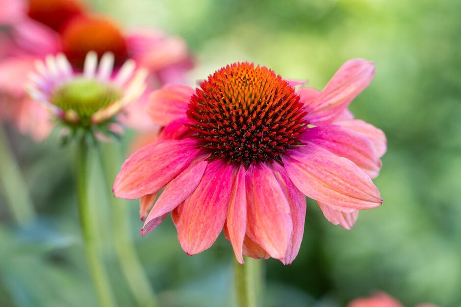 coneflower [Mooodz Sympathy]