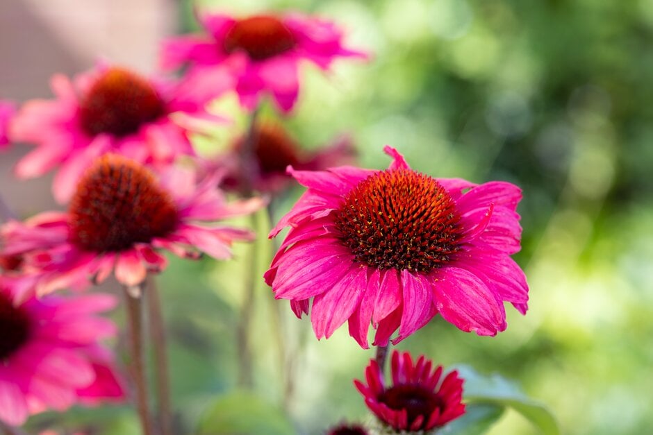 coneflower [Mooodz Sympathy]