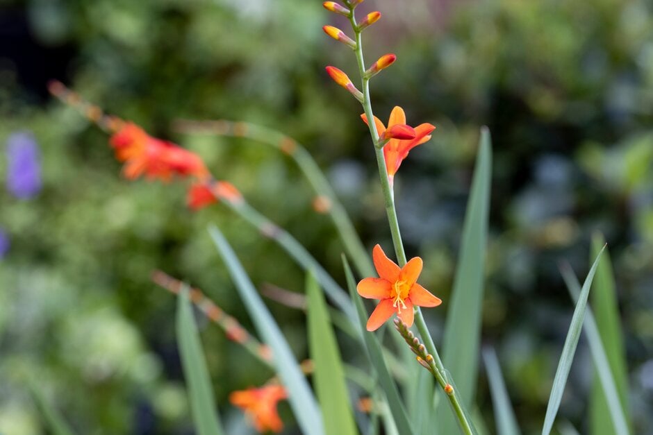 montbretia 'Red King'