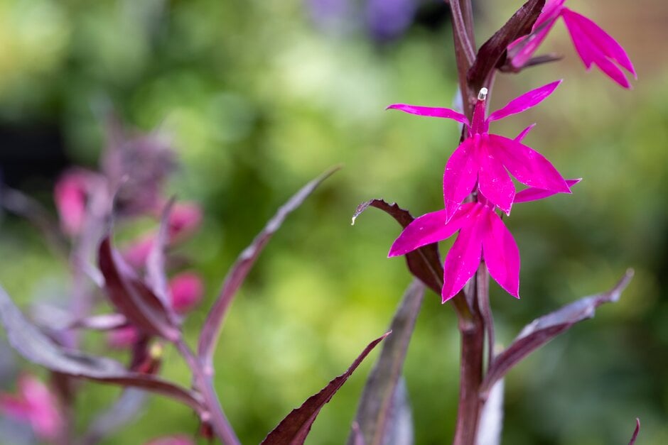 lobelia 'Russian Princess' purple-flowered