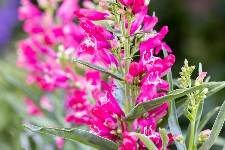 penstemon [Rock Candy Ruby]
