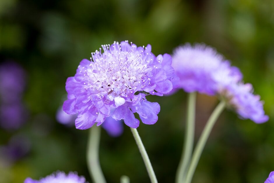 small scabious 'Mariposa Blue'