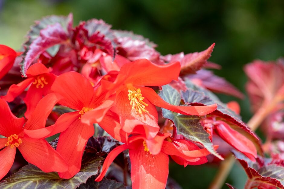 <i>Begonia</i> [<span style="font-variant: small-caps;">Summerwings Dark Elegance</span>] ('Insumdaele') (Summerwings Series)