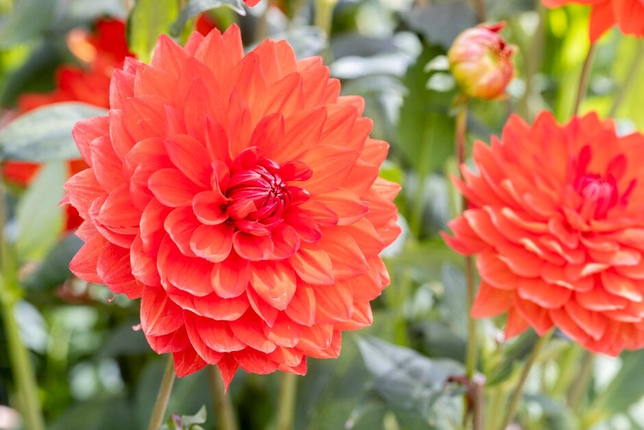 dahlia 'Stadt Spremberg'