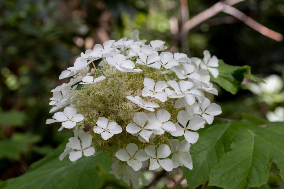 <i>Hydrangea</i> <i>quercifolia</i> gold-leaved