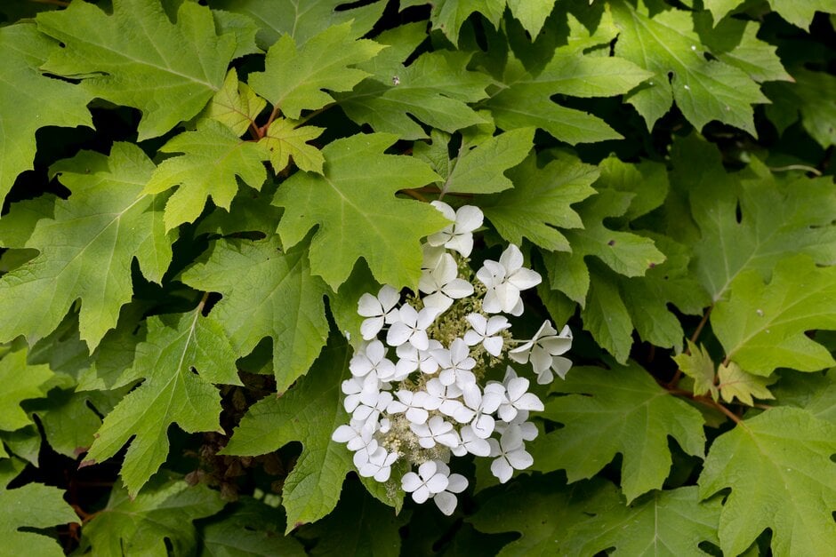 <i>Hydrangea</i> <i>quercifolia</i> gold-leaved