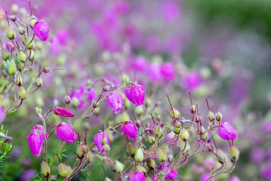 Irish heath 'Sarah'