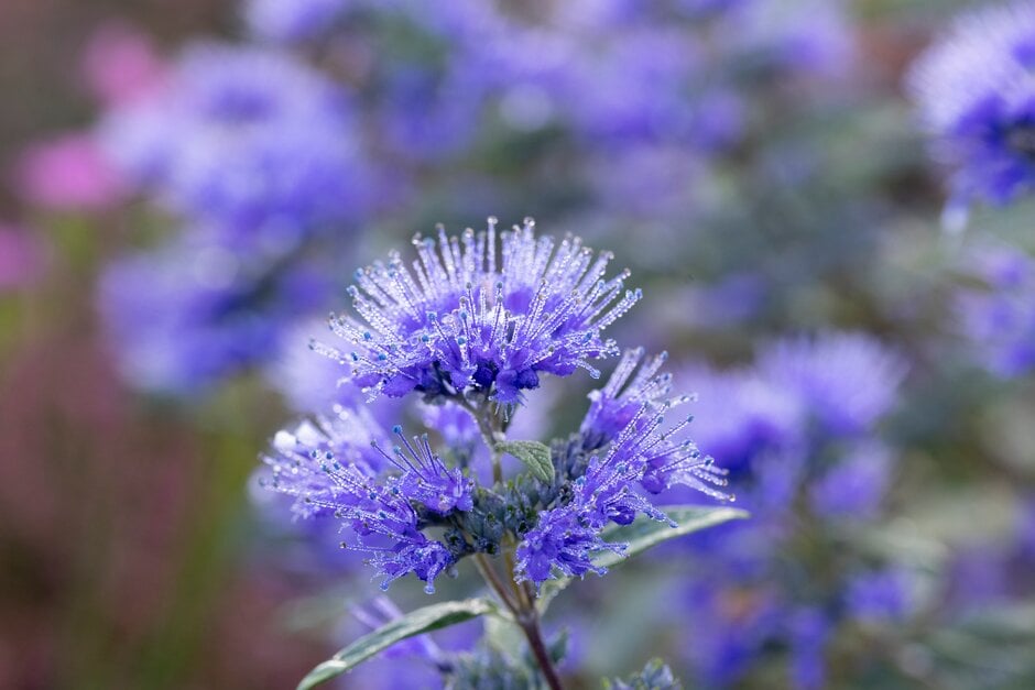 bluebeard 'Dark Knight'