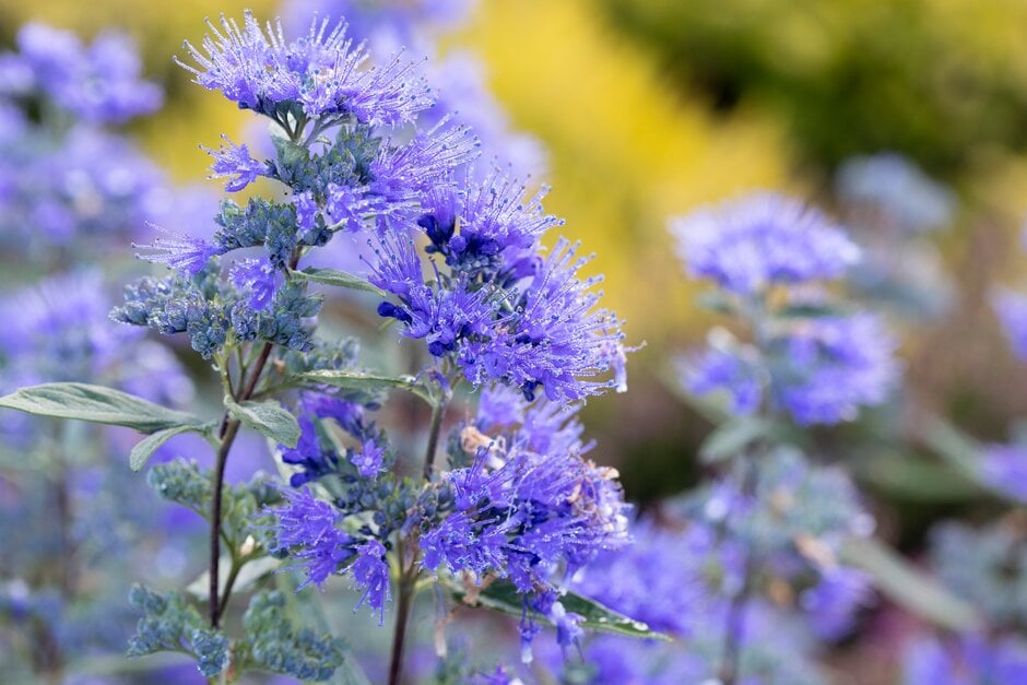 bluebeard 'Dark Knight'