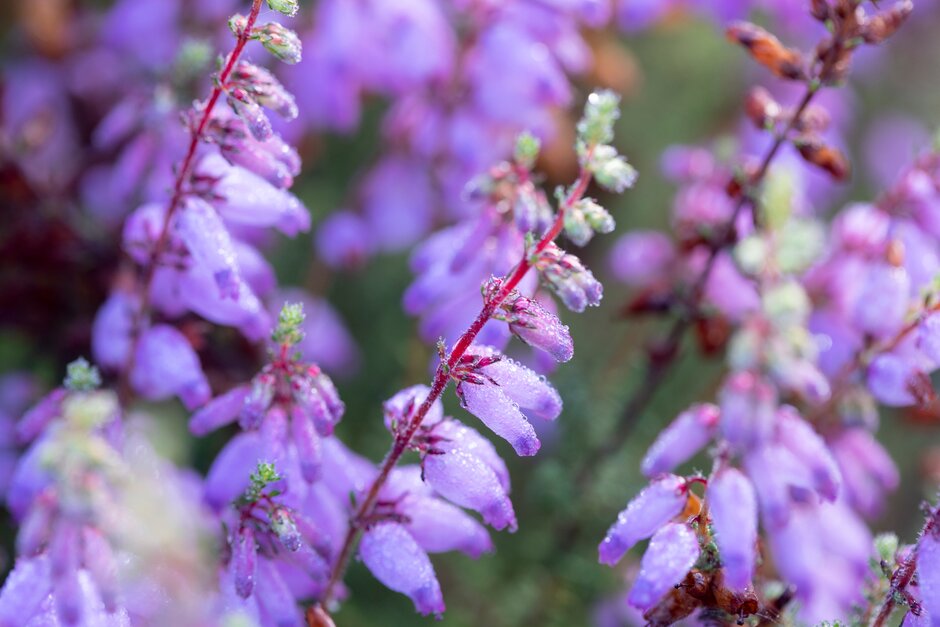 Dorset heath 'Camla'
