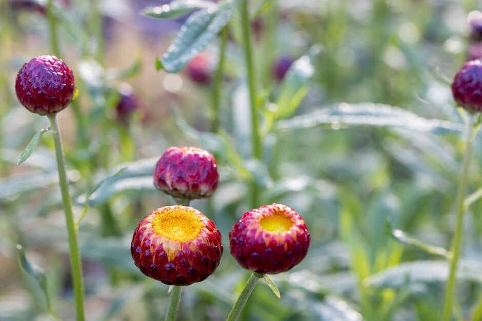 <i>Xerochrysum</i> <i>bracteatum</i> 'Scarlet'