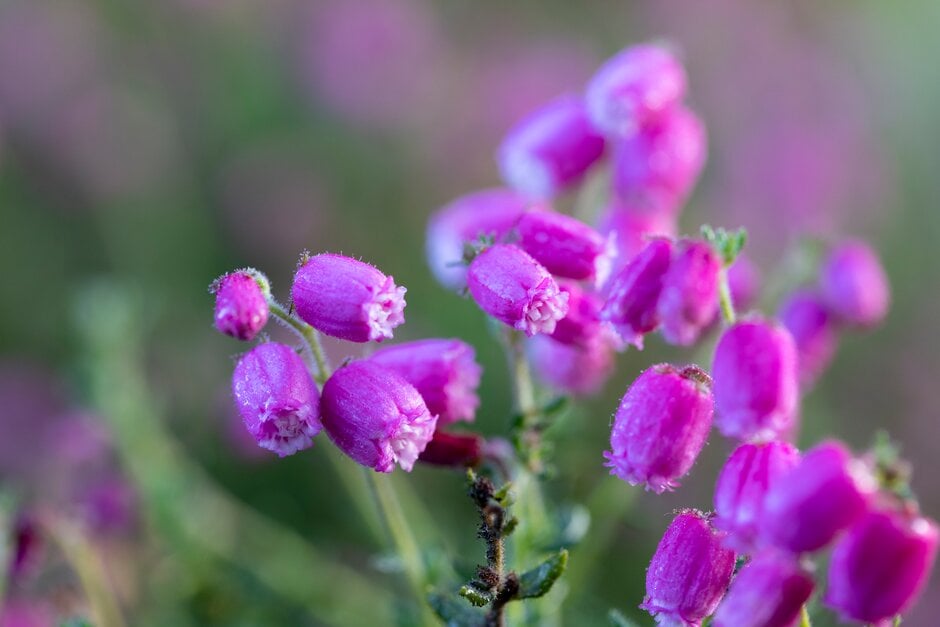 Irish heath 'Romantic Muxoll'