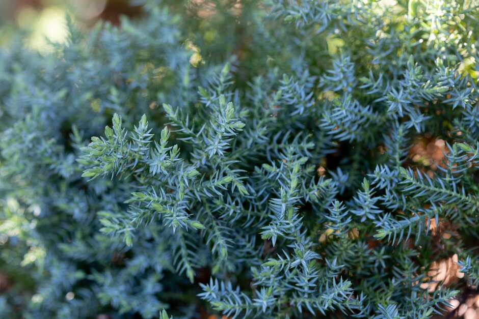 decumbent juniper 'Nana'