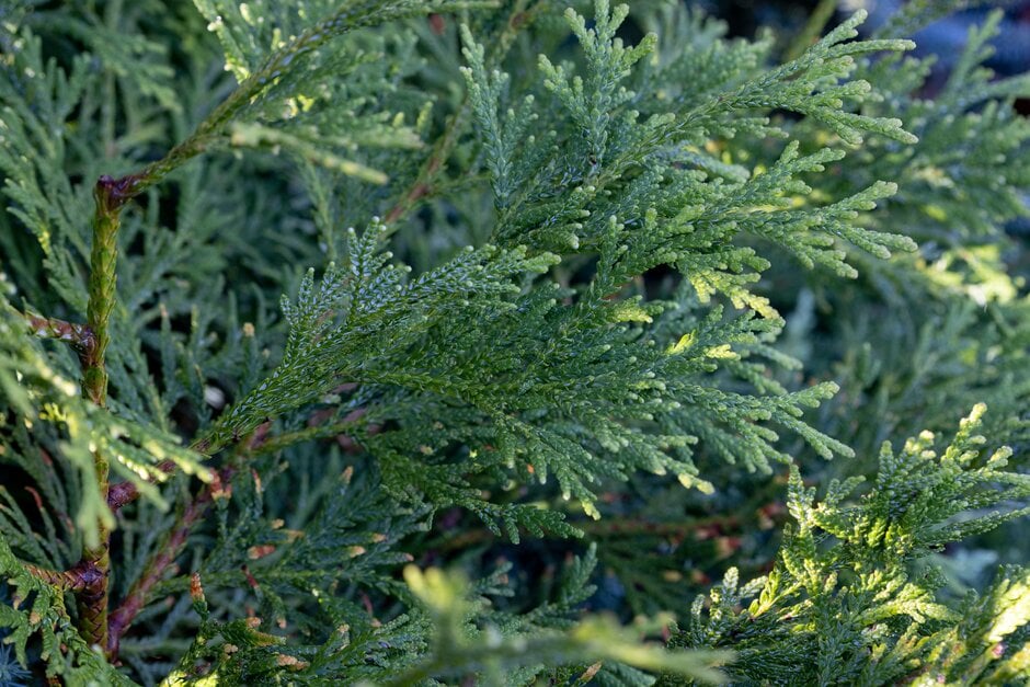 hiba 'Aurea'