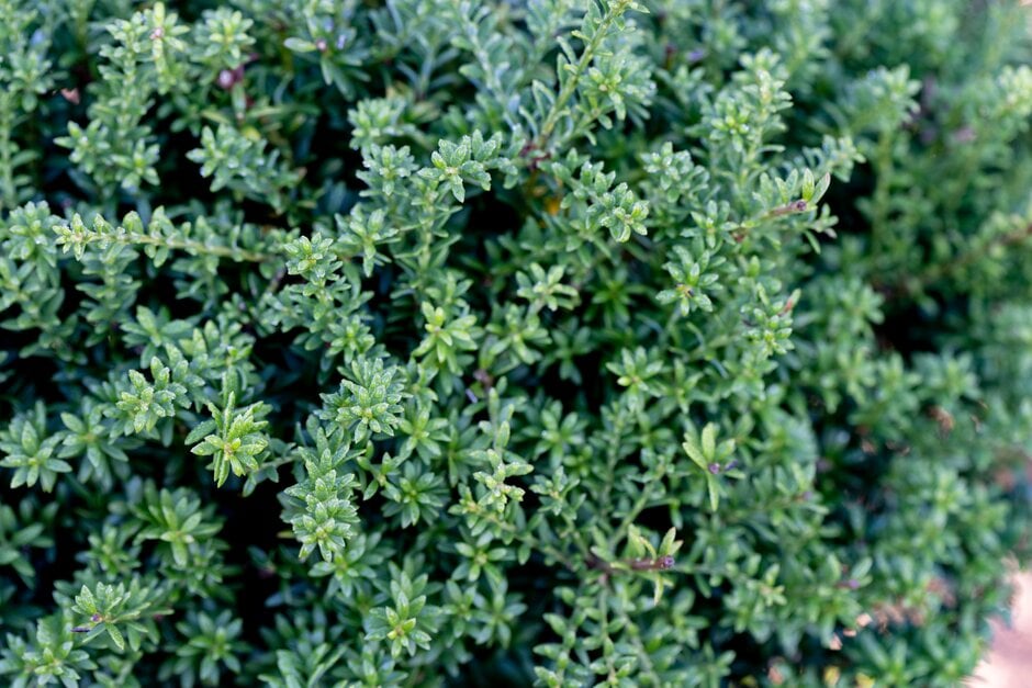 podocarp 'Young Rusty'