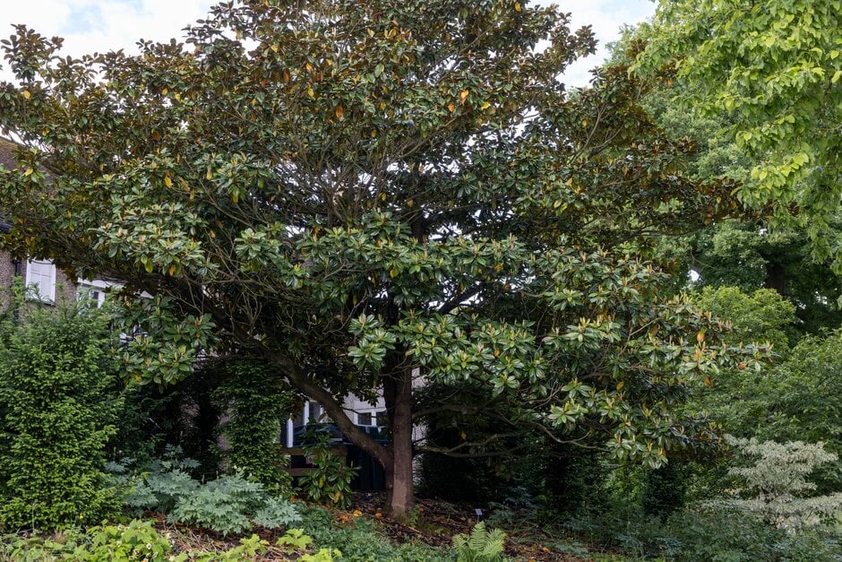 evergreen magnolia 'Victoria'