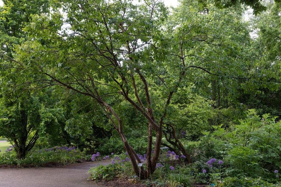 Peking lilac [China Snow]