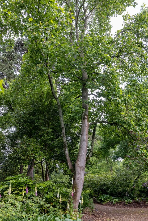 <em>Liriodendron</em> <em>tulipifera</em> 'Mediopictum' (v)