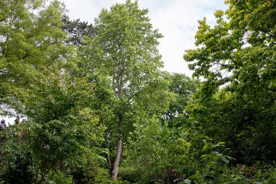 <em>Liriodendron</em> <em>tulipifera</em> 'Mediopictum' (v)