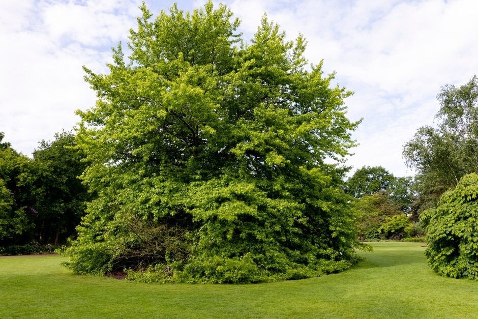 sweet gum 'Wisley King'