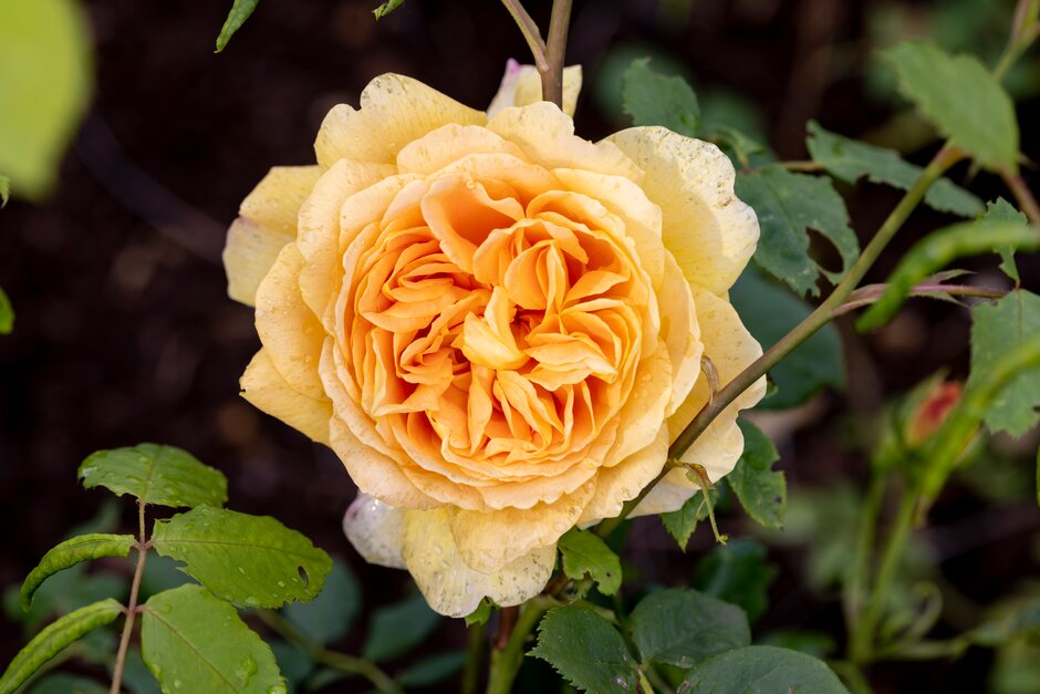 <i>Rosa</i> 'Celebration' (F)