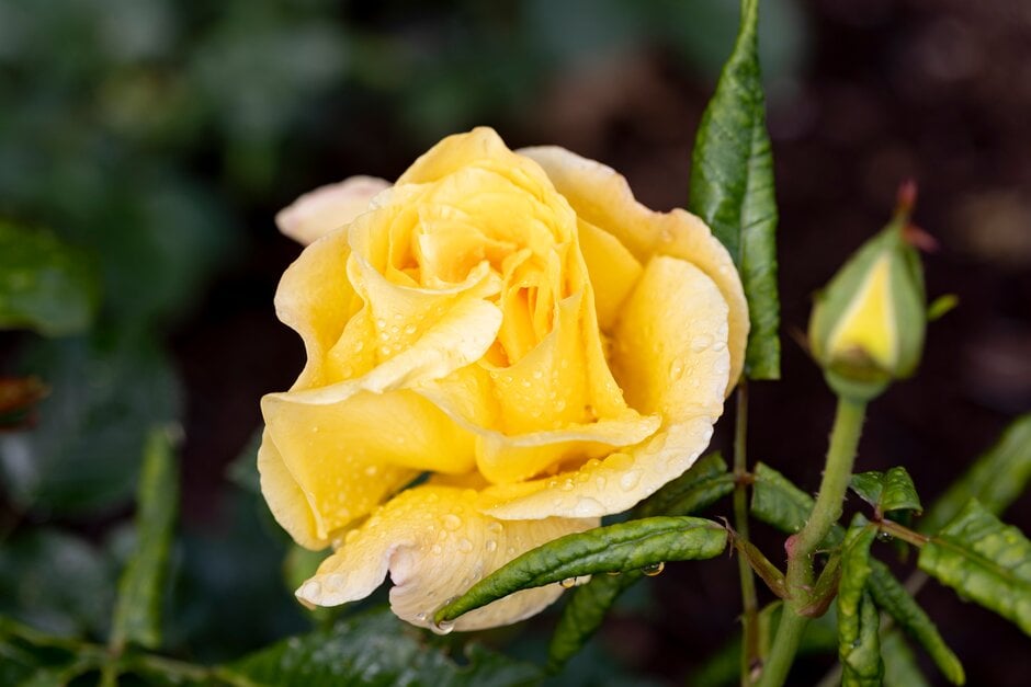 rose [Glorious] ('Interictira')