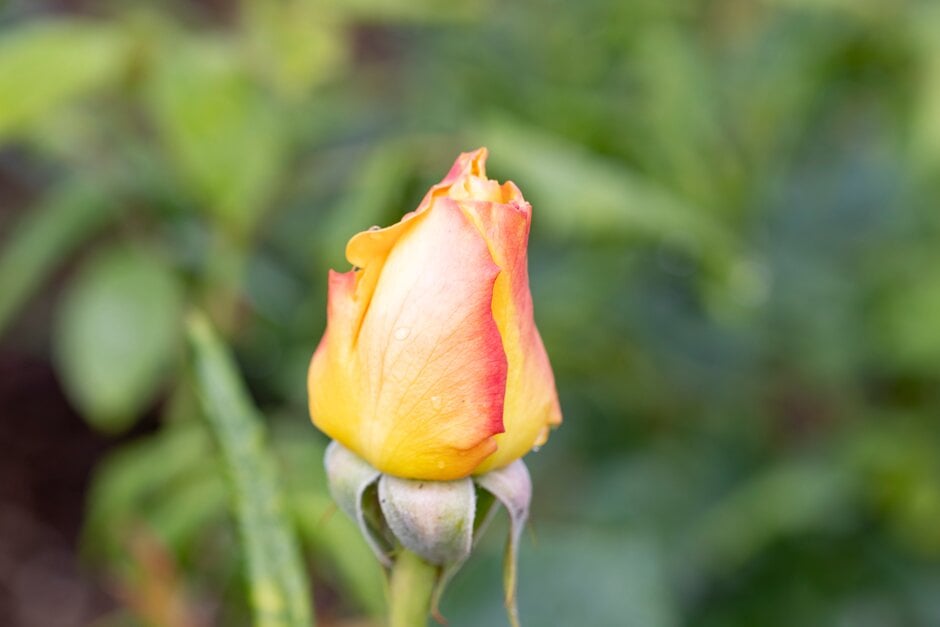 rose [Glorious] ('Interictira')