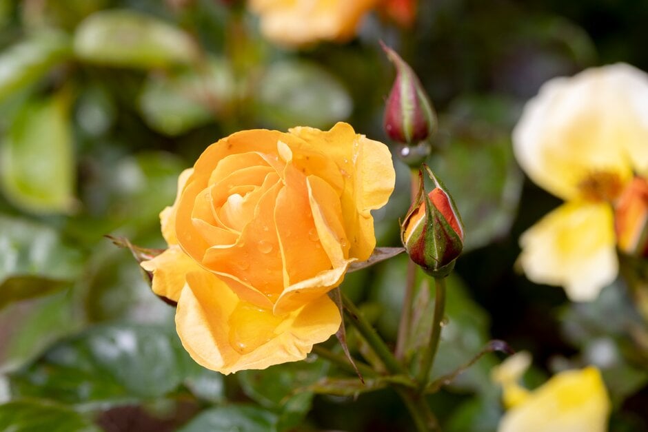 rose [Varenna Allen]