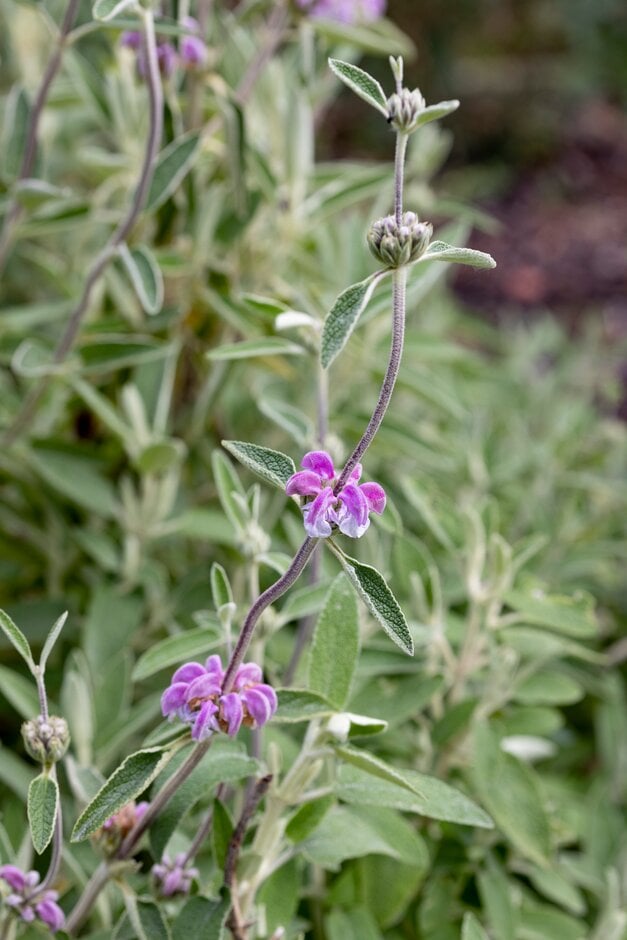 purple Jerusalem sage