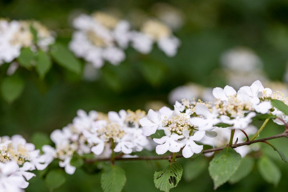 Japanese snowball 'Molly Schroeder'