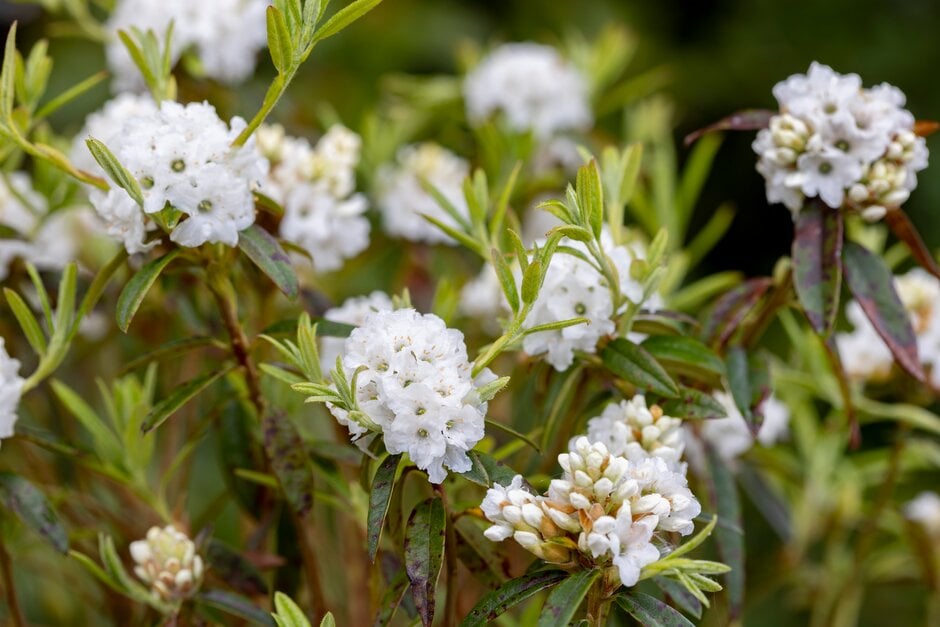 rhododendron 'Arctic Tern'
