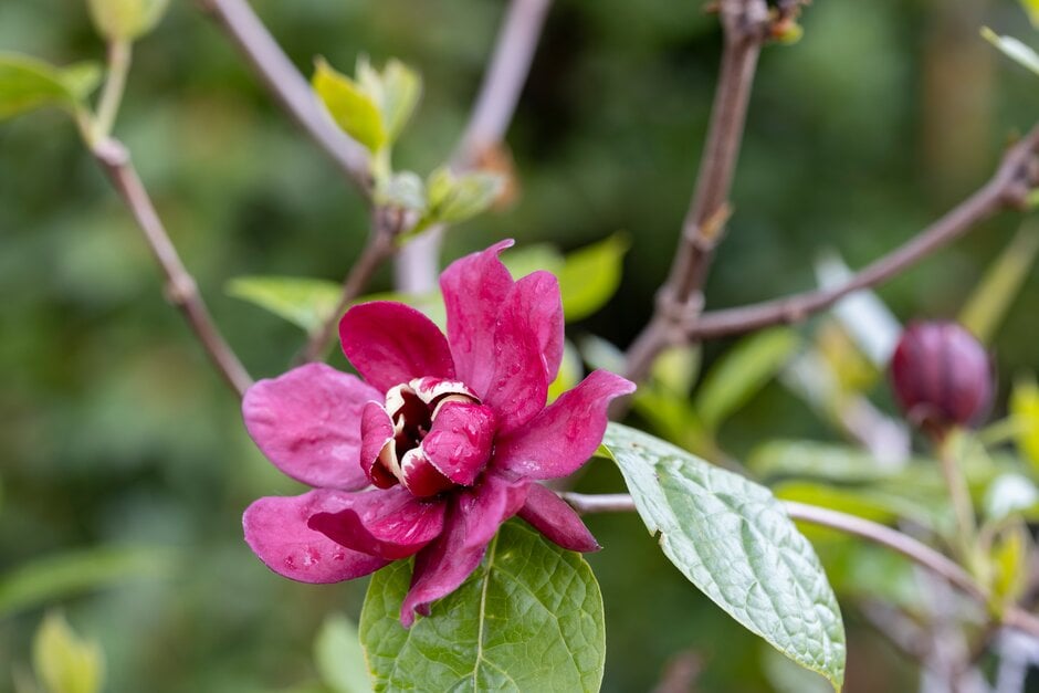 sweetshrub 'Hartlage Wine'