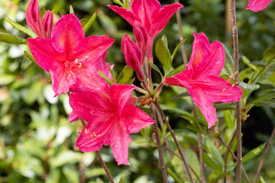 Rhododendron 'Jolie Madame' (Vs)|rhododendron 'Jolie Madame'/RHS Gardening