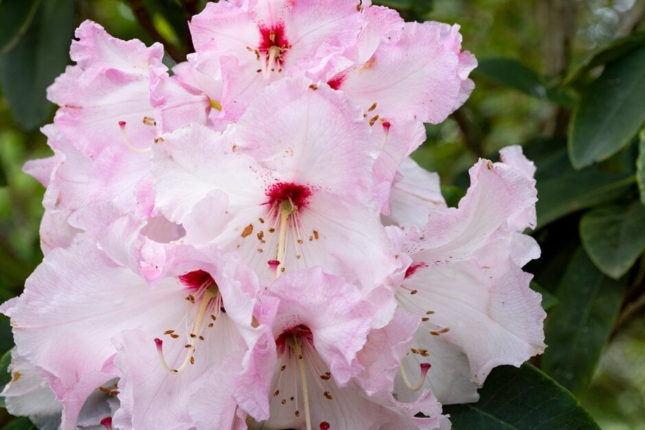rhododendron luteum sun star P.J. Mezitt Elite Star Rhododendron