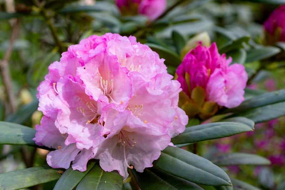 rhododendron 'Morning Cloud'