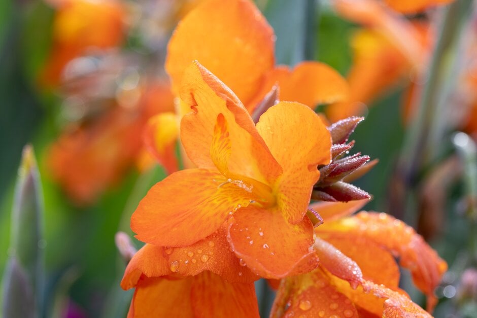 canna 'Orange Punch'