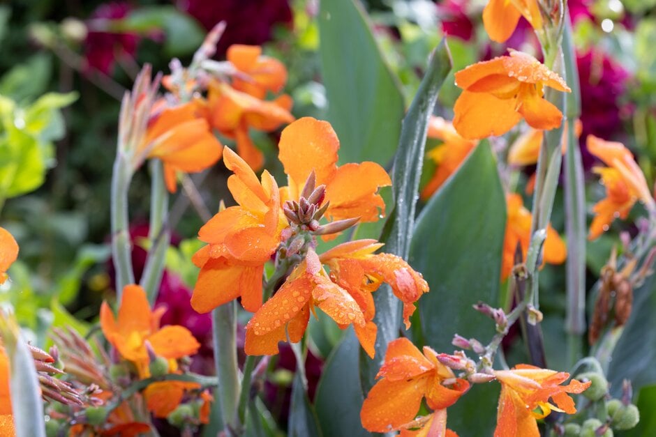 canna 'Orange Punch'