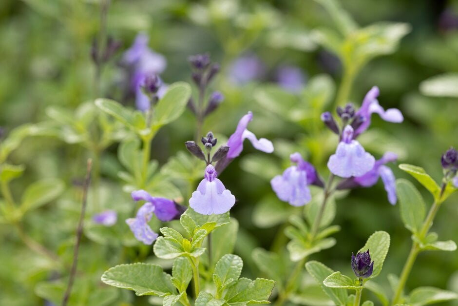 sage 'SoCool Pale Blue'