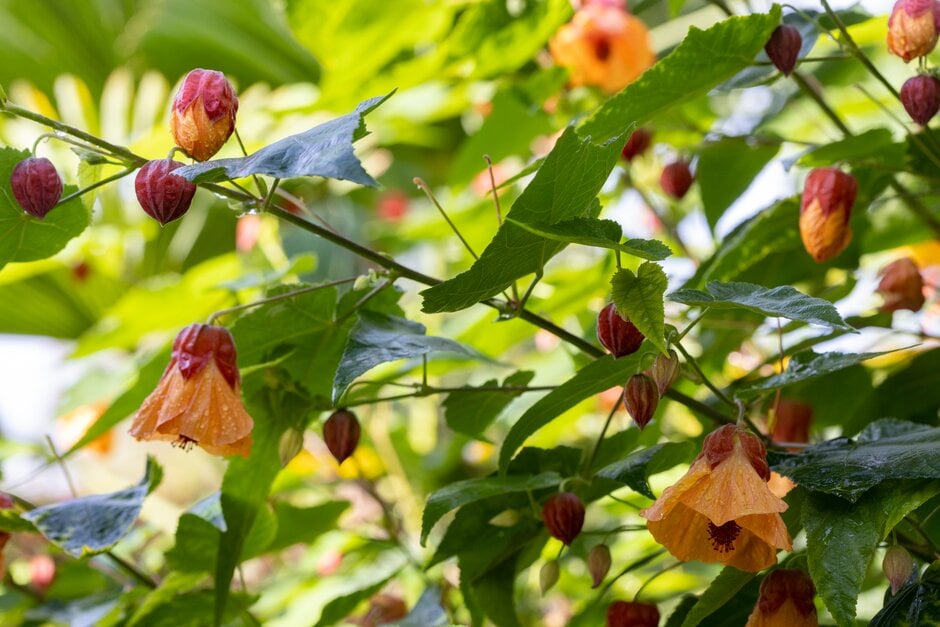 abutilon 'Linda Vista Peach'