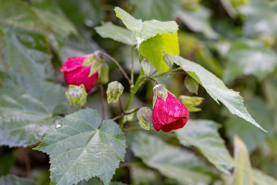 abutilon 'Louis Marignac'